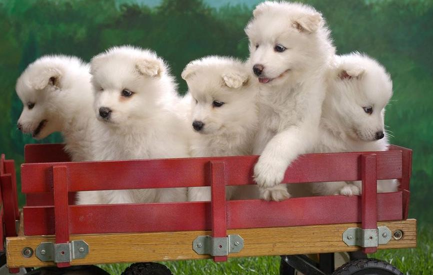 狗狗叫什么名字好听顺口霸气,狗狗叫什么名字霸气招财