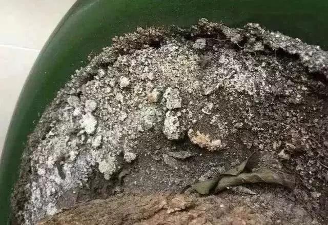 花盆土碱化了如何调节过来,如何防止花盆土壤碱化