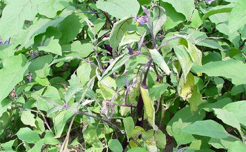 茄子黄萎病是怎么引起的,茄子黄萎病的最佳防治方法