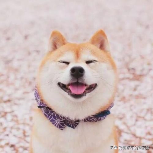 高颜值肌肉奶狗,什么样的小奶狗最可爱