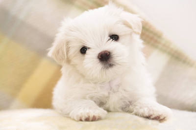 犬瘟热沾染人身上多久,犬瘟热一定要用干扰素吗