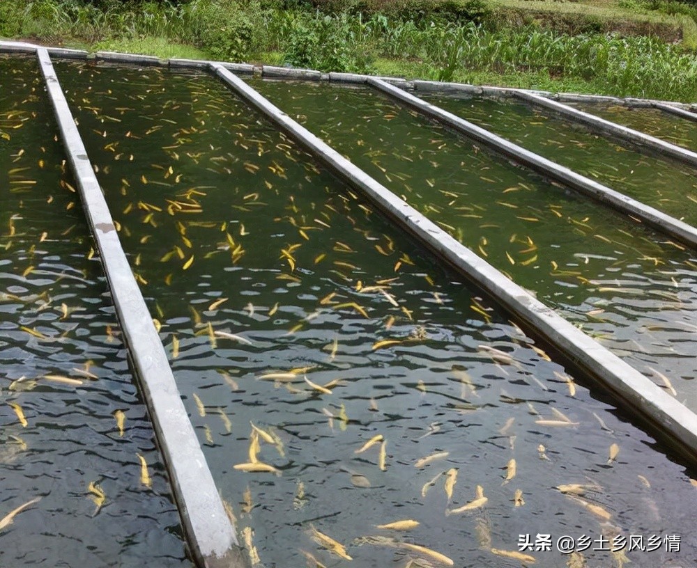 黑鱼的养殖技术大全,黑鱼养殖技术要点有哪些