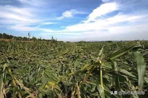 玉米被风刮倒了好几亩,玉米刚抽穗被风刮倒怎么办