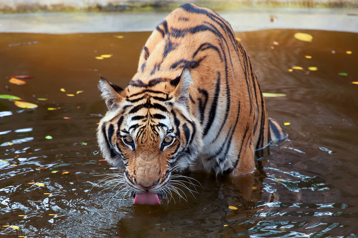 为什么每个人都说老虎比狮子厉害,为什么有些人认为狮子比老虎厉害