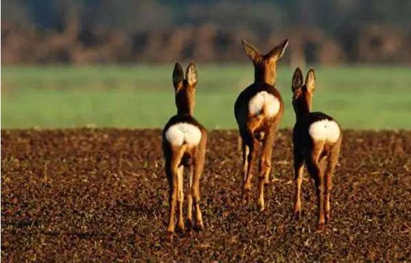 狍子养殖市场前景,狍子人工养殖前景如何