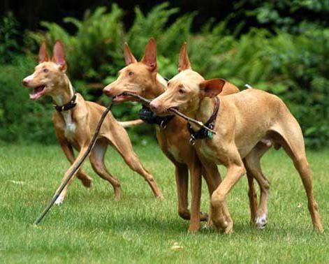 世界上所有的狗品种图片,世界最名贵的狗前十名及其简介