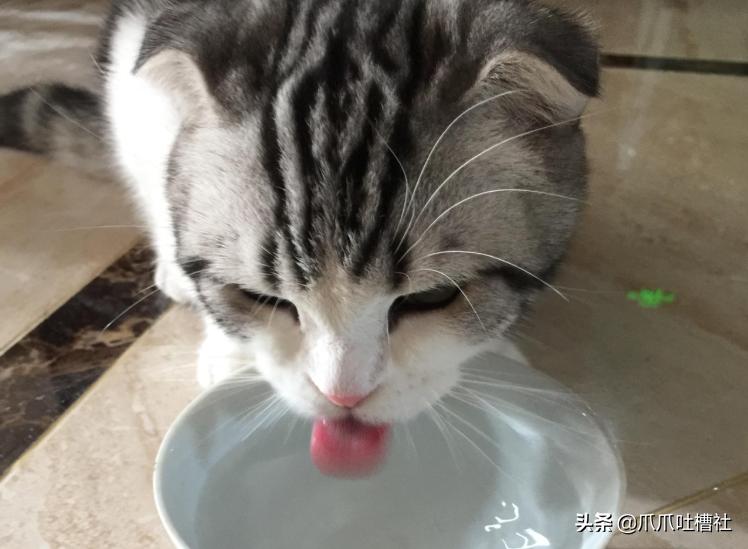 猫咪得了糖尿病,怎么办?给它喝点“糖盐水”