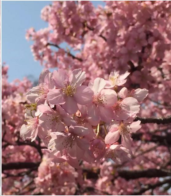 来到日本不能错过章鱼小丸子,去京都不可错过的和服体验