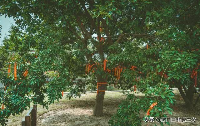 鸡翅木的树是什么样,鸡翅木是什么树木