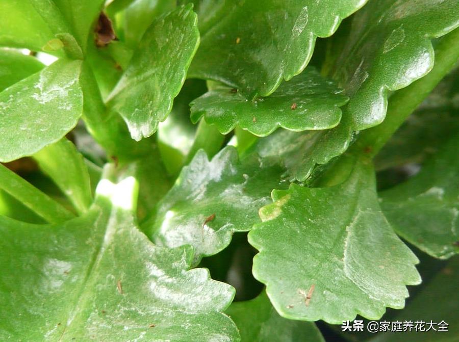 长寿花叶子发黄原因及处理方法,长寿花总黄叶怎么回事