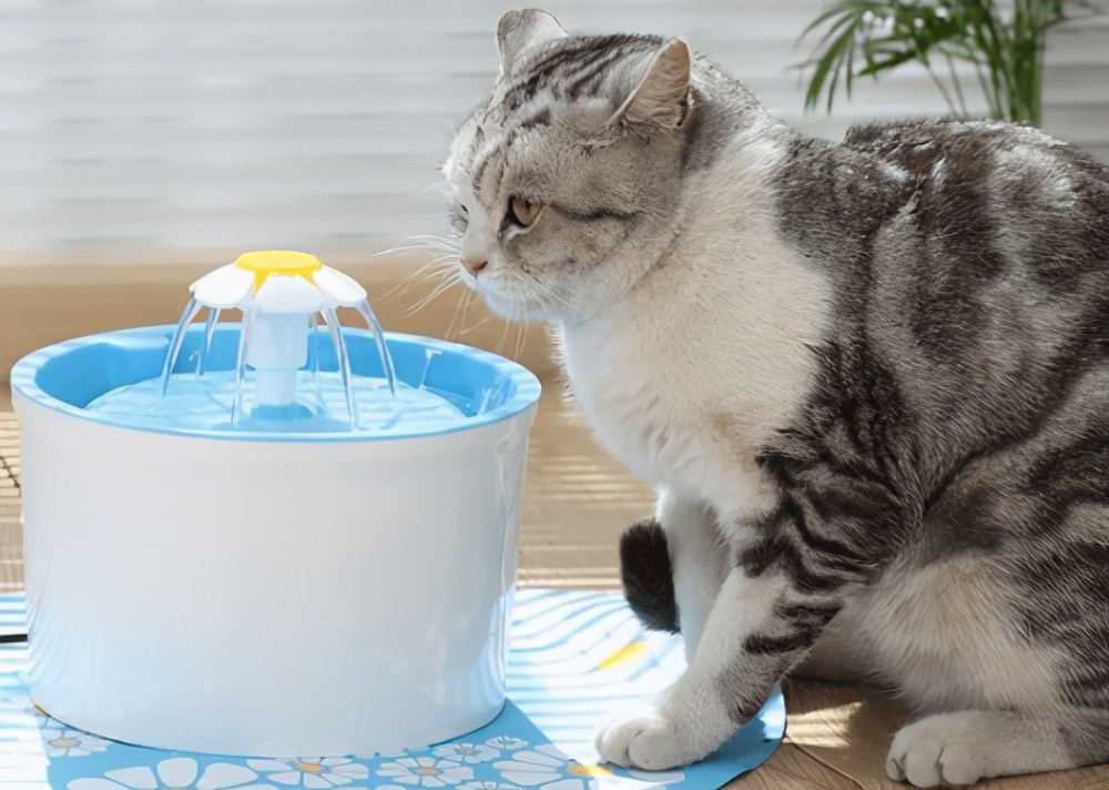 母猫尿血拉稀,母猫尿血一阵一阵的