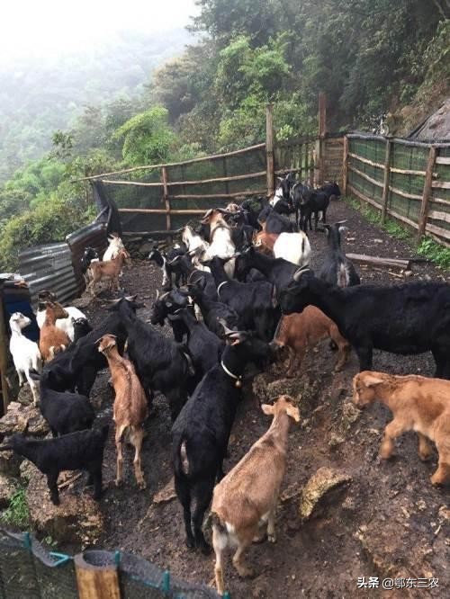 农村养羊赚钱吗有补贴吗,农村养羊真的靠谱嘛