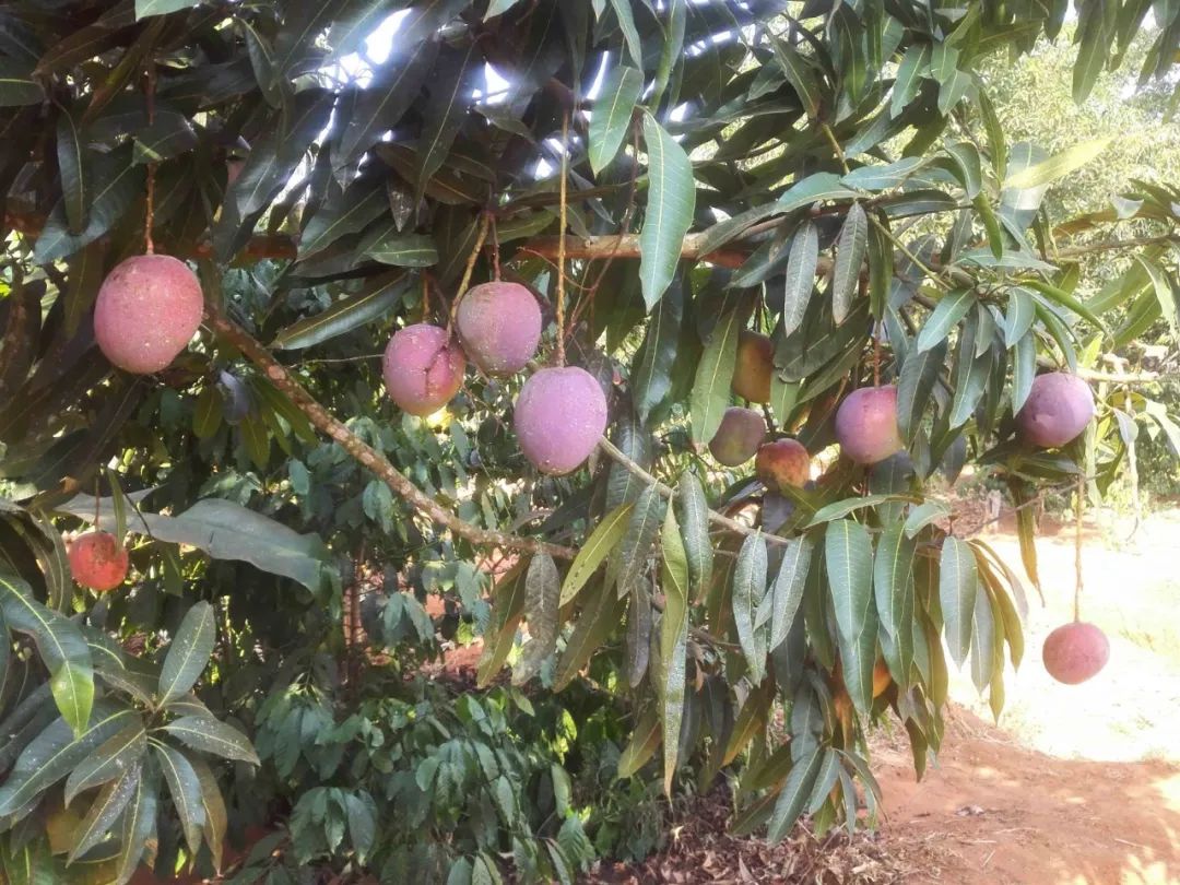 安德鲁打工记：我在中国工厂的流水线上做非洲芒果干