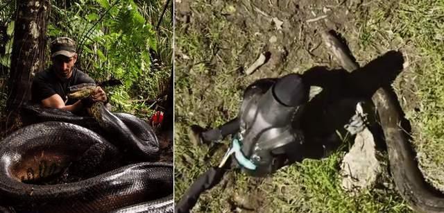 被蟒蛇吞进肚子能否用刀自救实验,你被蟒蛇吞下能用刀自救吗