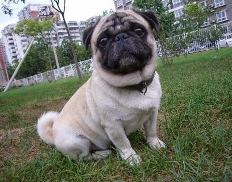 有哪些非常护家的宠物犬,十大最可爱的陪伴犬