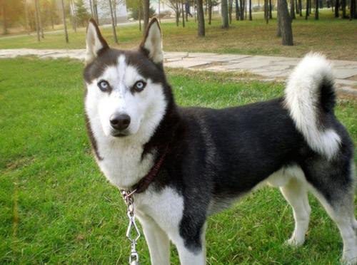 最受欢迎的六种中型犬,十种最省心的中型犬