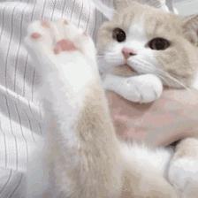 养猫的铲屎官一定要注意除癣,准备养猫的人看的视频