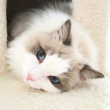 刚买的猫咪就得了猫瘟,每天花费1000?如何选择健康猫咪?