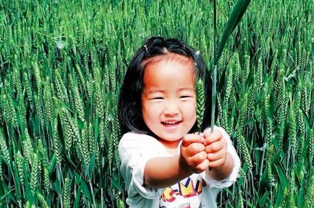 小麦进入灌浆期后怎么能高产,小麦灌浆期的田间管理