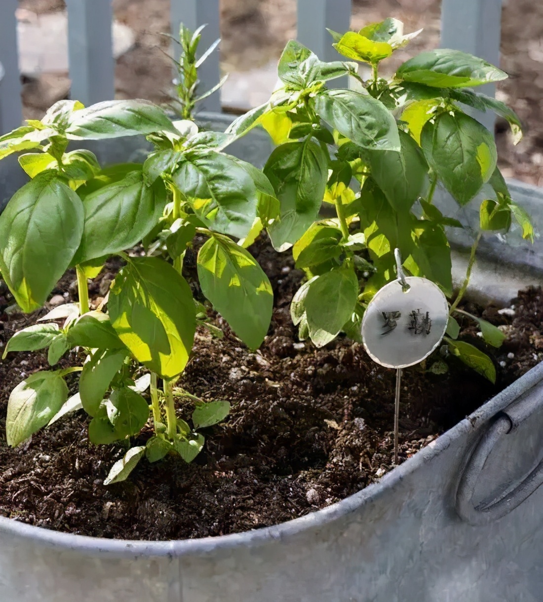 味似茴香的罗勒，叶翠、花艳、芳香四溢，实用派都盆栽在阳台上