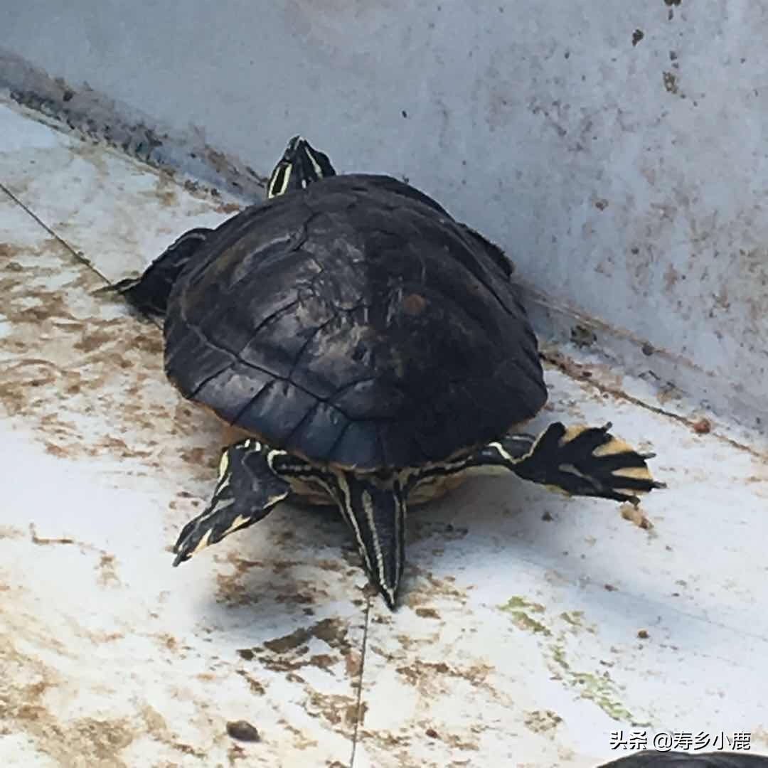 乌龟腐甲咬伤用什么药,乌龟怎么预防腐皮腐甲