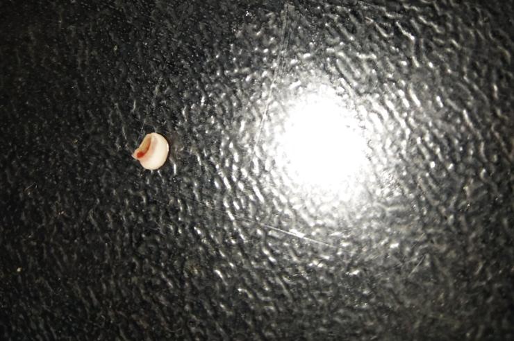 鲤鱼嘴里有没有鱼石,鲤鱼嘴巴没牙齿