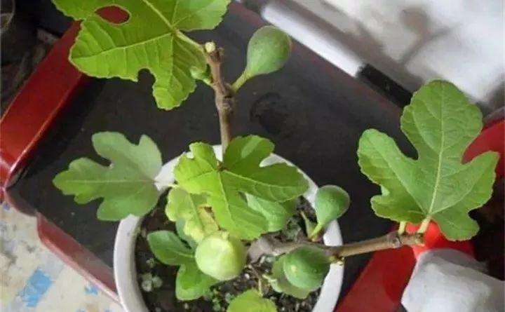 爱吃无花果的无花果,爱吃无花果有什么好处