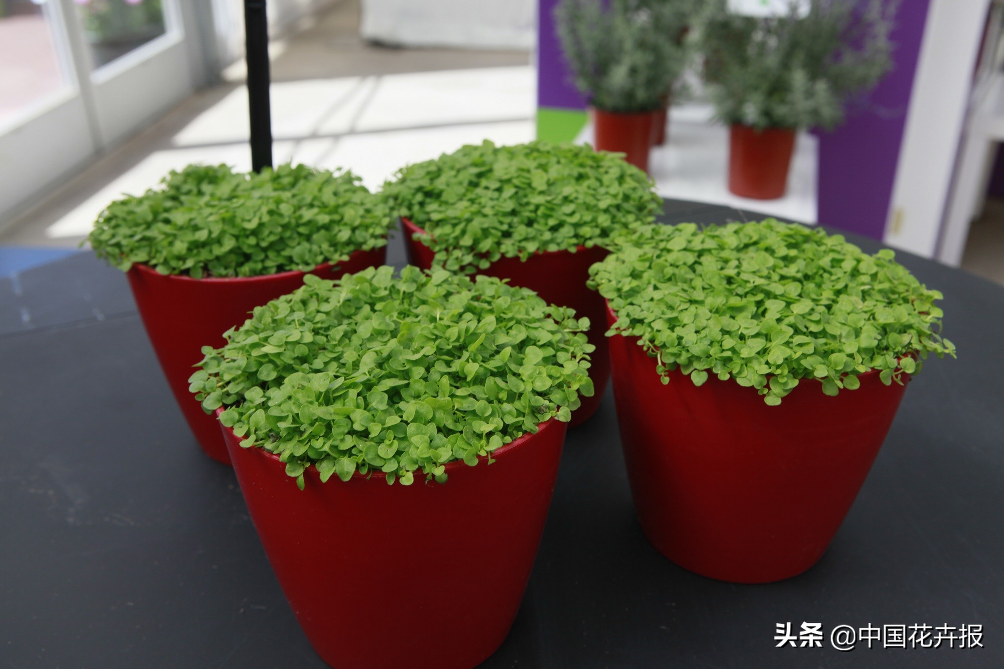 长安十二时辰口嚼薄荷叶,长安十二时辰中为什么总用薄荷叶