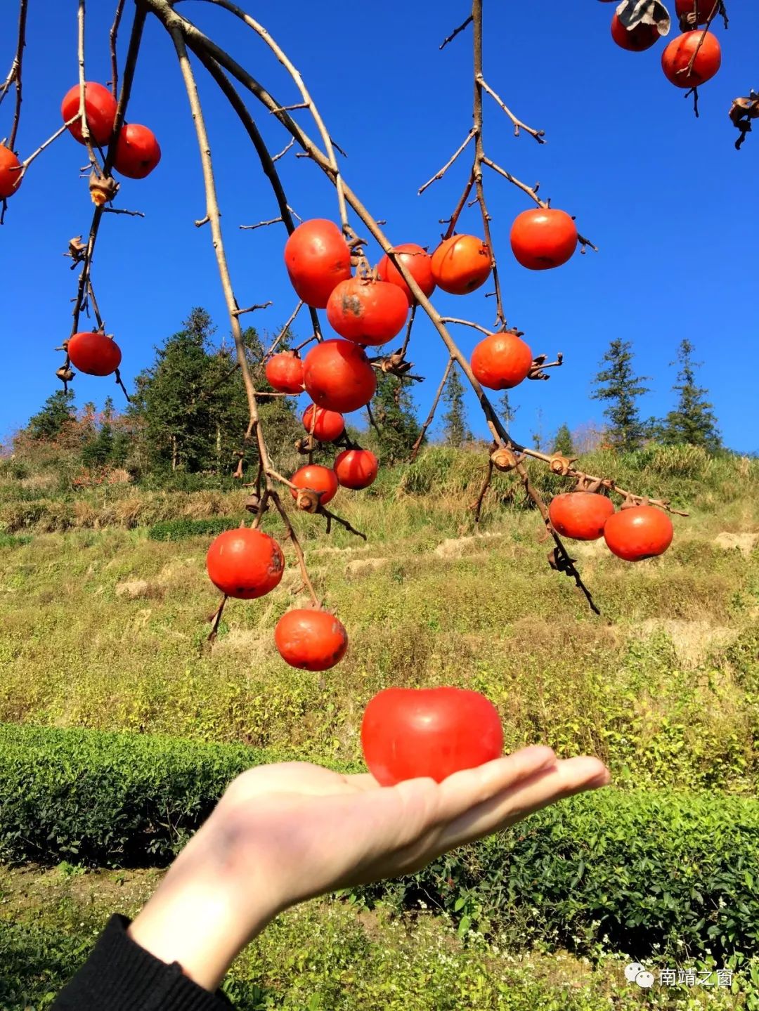 漳州南靖：有一种美，叫秋天的南靖