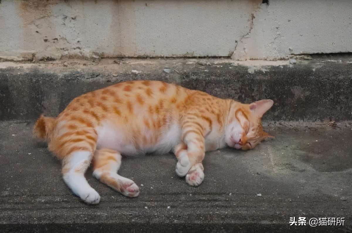 猫咪肚子圆鼓鼓，怎么区分是胖还是生病？