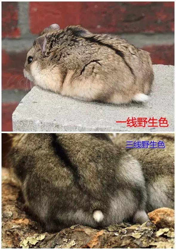 仓鼠怎么分辨一线和三线,三线仓鼠大战一线仓鼠