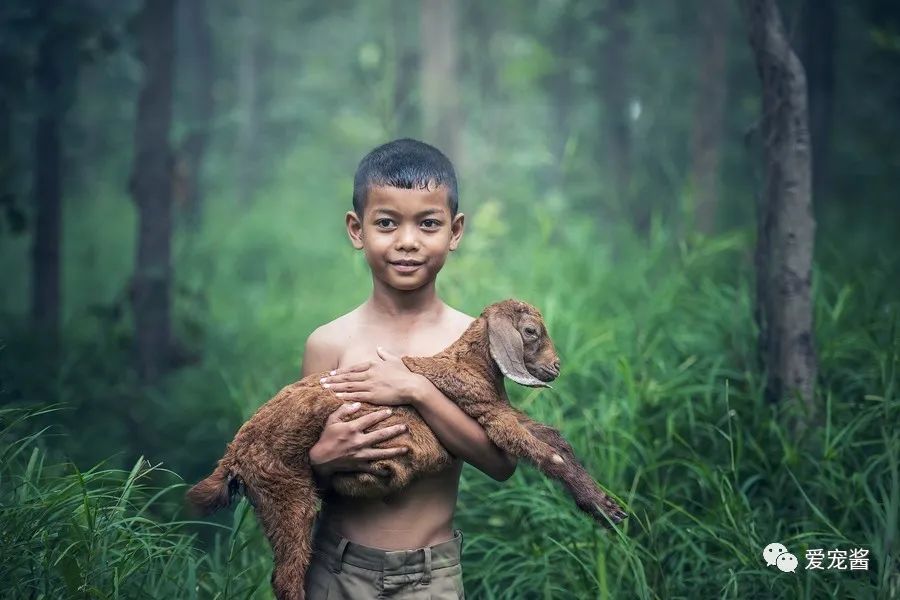 如何领取一只猫咪,如何获得一只猫咪