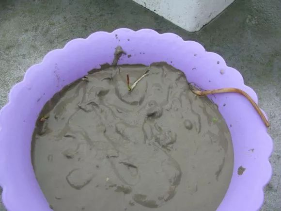 农村旧水缸种荷花,院子里老水缸种荷花