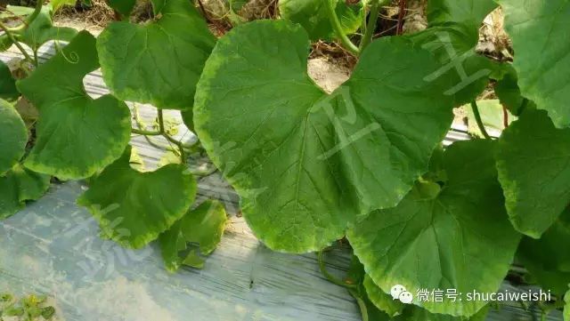 天气转凉的安全常识,强降温会引起药害吗