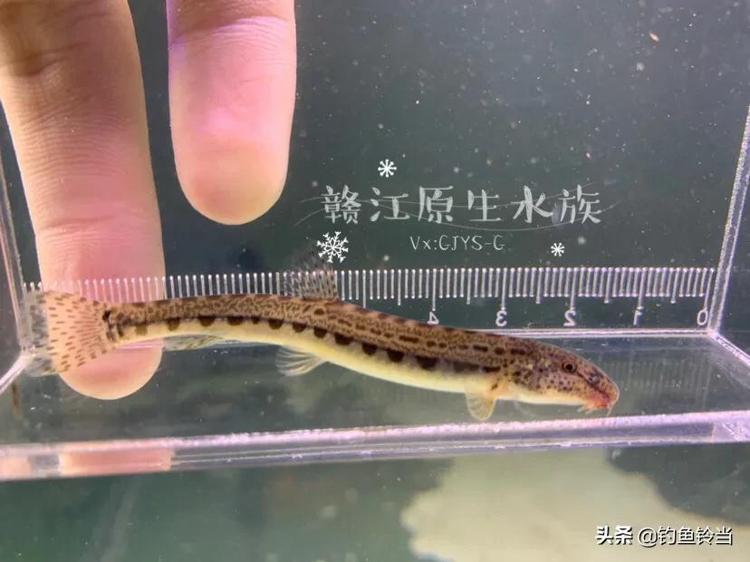 钓到一条怪鱼的视频,钓到一条怪鱼的图片