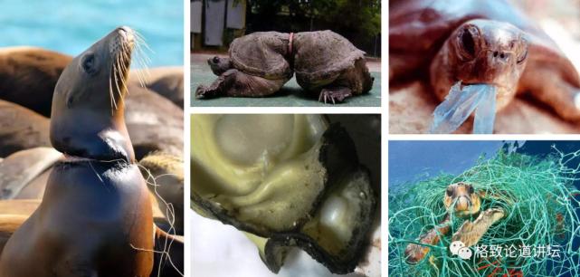 这个诞生不过百年的材料，却让发明者自杀“谢罪”