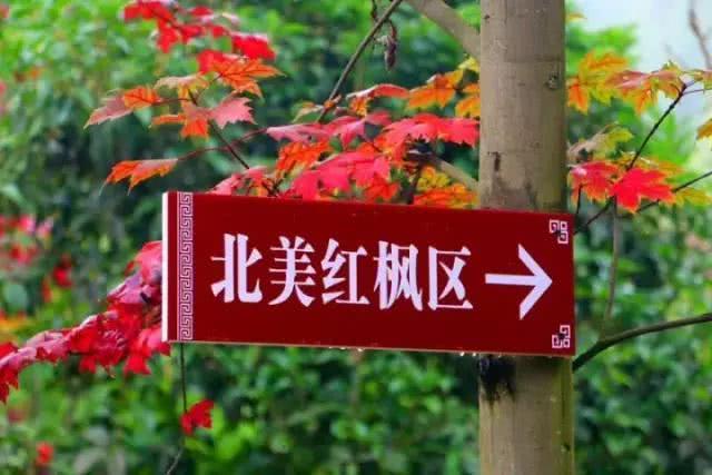 老边沟赏枫叶线路,红枫岭什么时候看枫叶最好