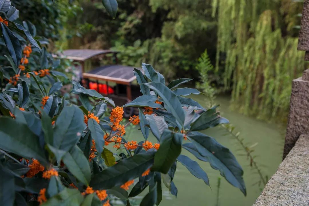 乌镇冬天好看吗,乌镇夏天怎么样