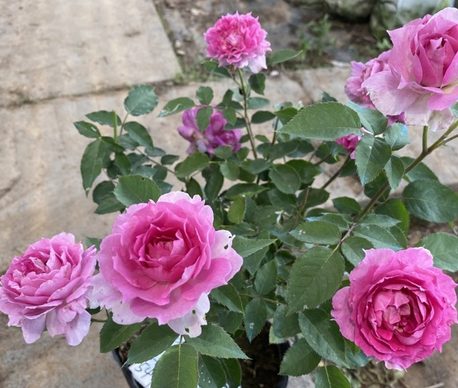 100种月季经典品种,100种经典月季品种