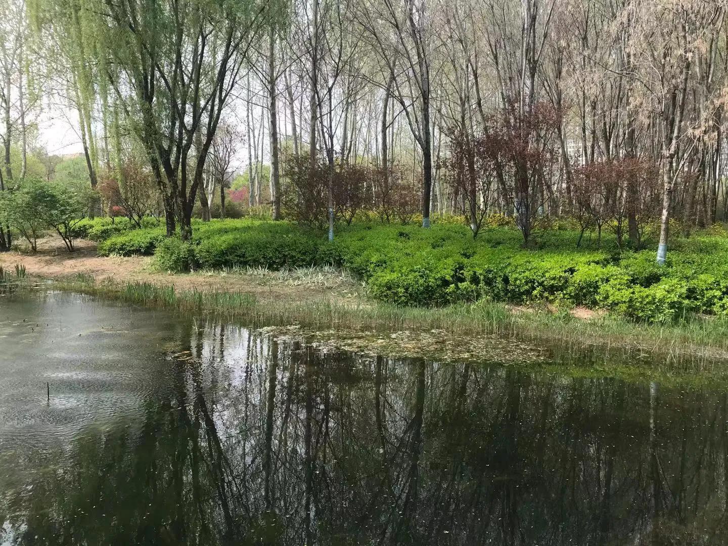 雪中飞舞的青鸟,雪中的青鸟