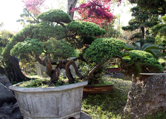 盆景树桩怎样让主干粗壮,盆景如何快速粗壮