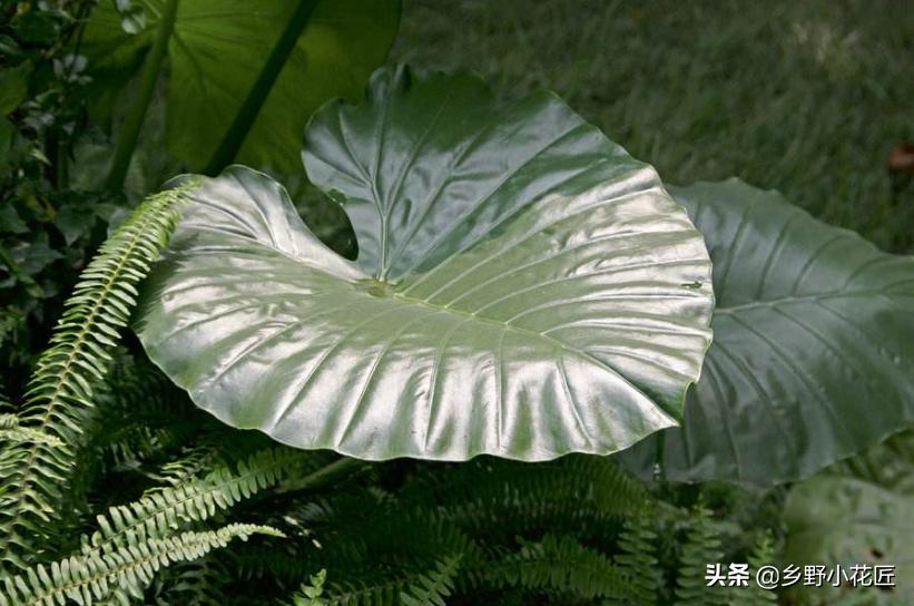 叶片厚的海芋,海芋的花特征