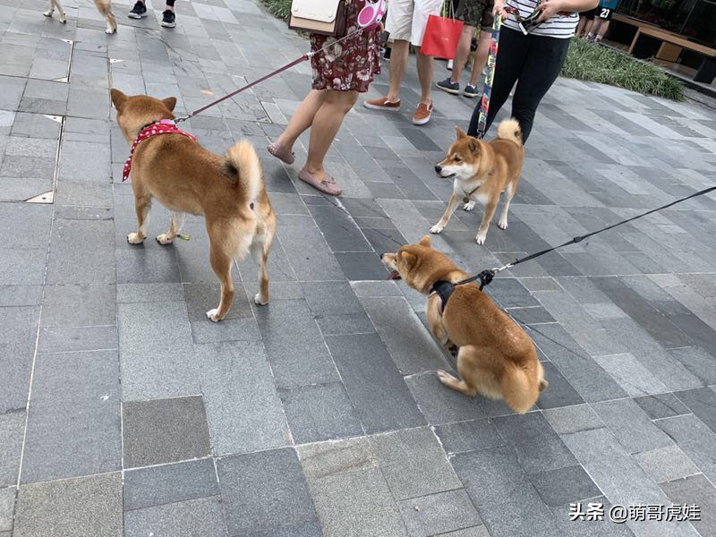 全城寻找巨型贵宾犬,刚抱回家的巨型贵宾犬