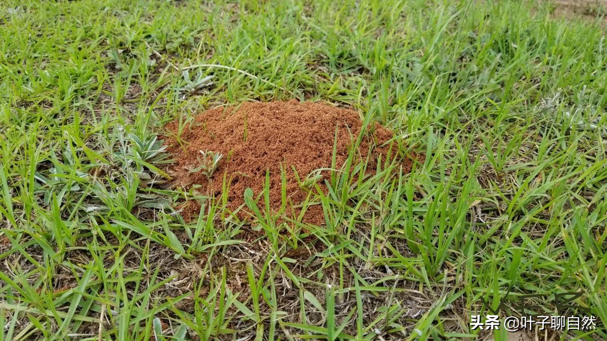 广东上万亩农田遭红火蚁入侵,中国多地出现红火蚁