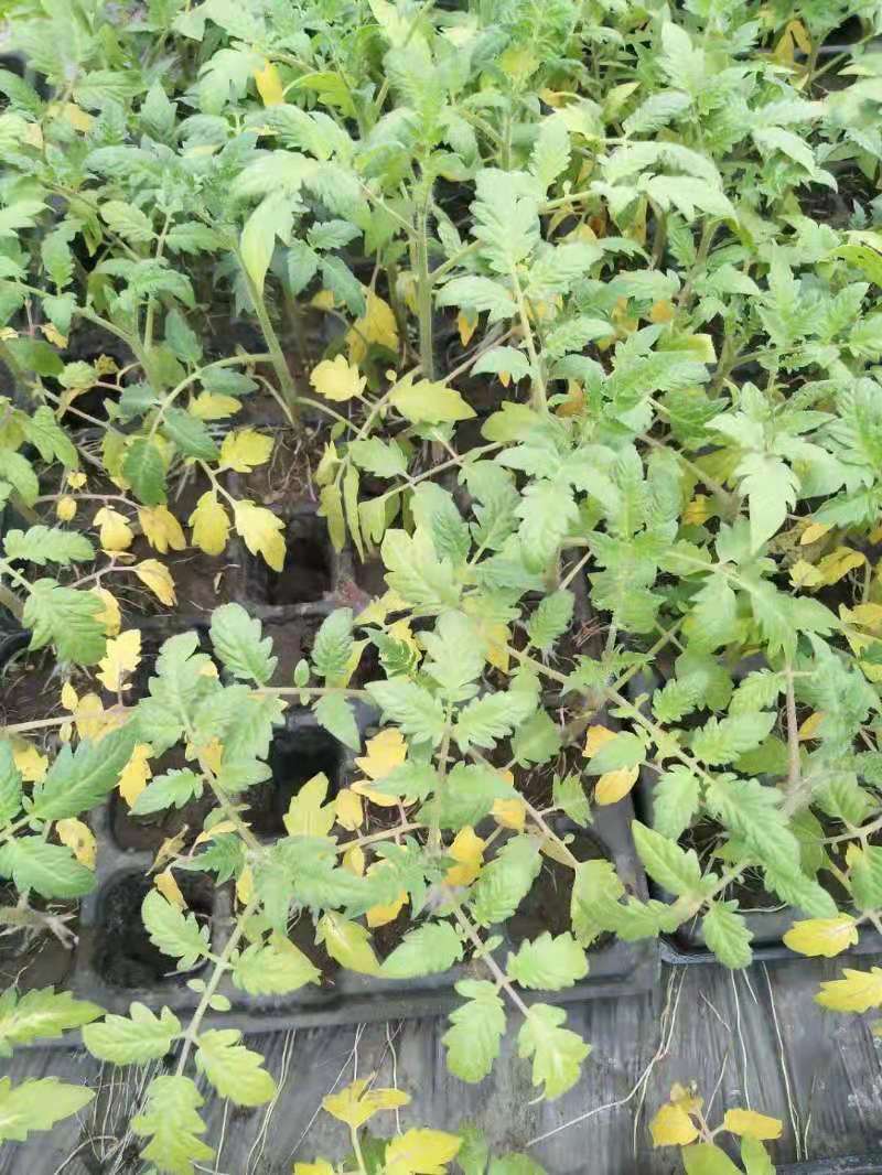 菜黄叶病怎么治,蔬菜黄叶根治方法