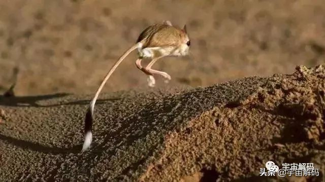 这些动物小时候太可爱简直萌化了,世界十大最受欢迎的动物