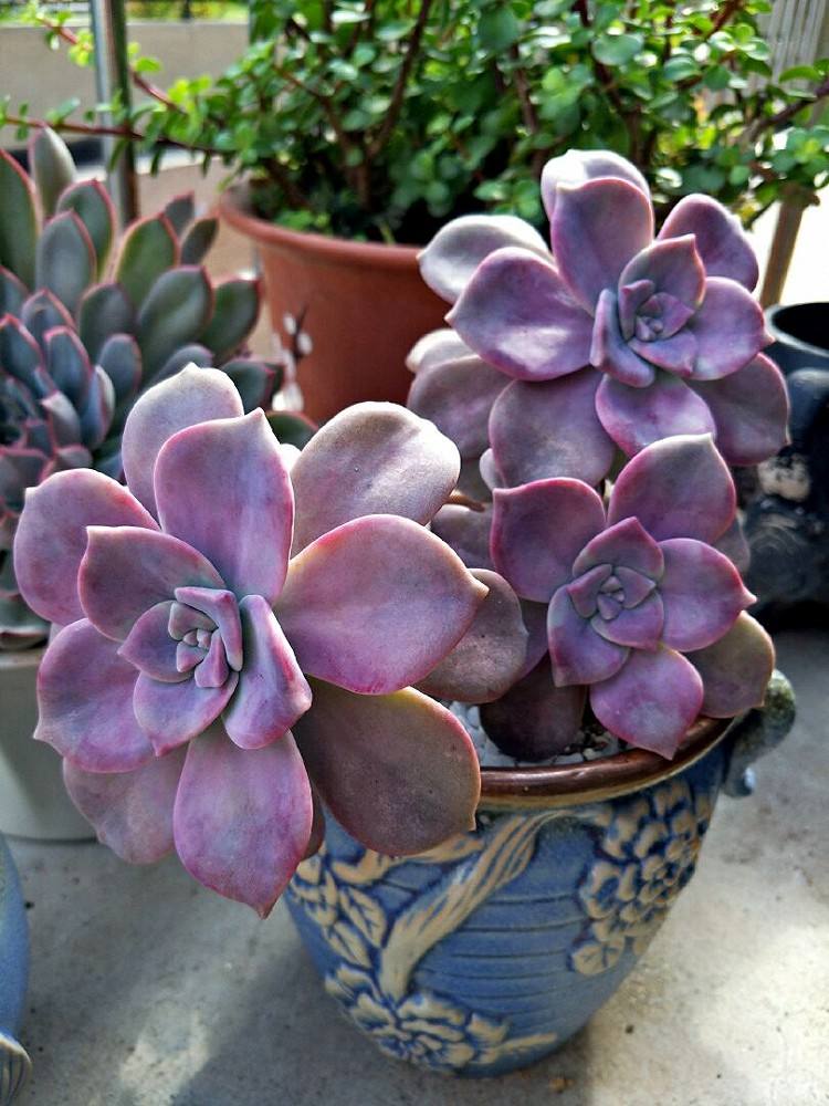 多肉中最皮实好养耐寒的品种,多肉可以四季露养的品种