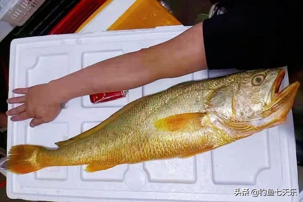 钓鱼发家致富成功案例,出海钓鱼一个月赚几十万