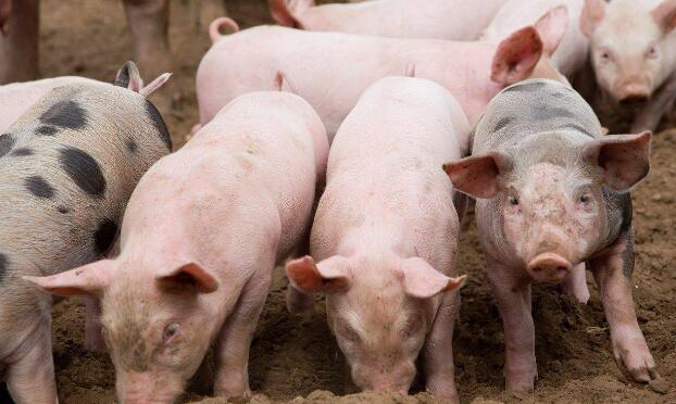 母猪难产用手掏不出来该怎么办,母猪难产了打氯前列醇多久有效