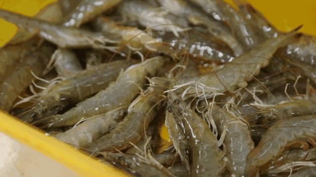 秦皇岛海鲜有哪几种比较好,这时的秦皇岛有哪些海鲜正当季